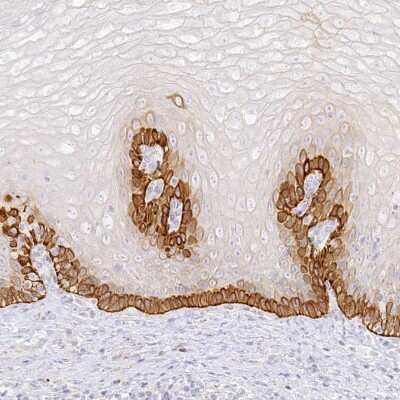 Immunohistochemistry-Paraffin: SEC13 Antibody [NBP1-92374] - Staining of human esophagus shows strong cytoplasmic positivity in basal layer of squamous epithelial cells.