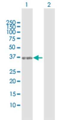 Western Blot: SEC13 Antibody [H00006396-D01P] - Analysis of SEC13 expression in transfected 293T cell line by SEC13 polyclonal antibody.Lane 1: SEC13 transfected lysate(35.50 KDa).Lane 2: Non-transfected lysate.