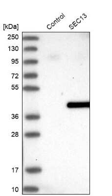 Western Blot: SEC13 Antibody [NBP1-92374] - Analysis in control (vector only transfected HEK293T lysate) and SEC13 over-expression lysate (Co-expressed with a C-terminal myc-DDK tag (3.1 kDa) in mammalian HEK293T cells).