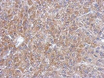 Immunohistochemistry-Paraffin: SEC13 Antibody [NBP2-20278] - Analysis of paraffin-embedded U87 xenograft, using antibody at 1:500 dilution.