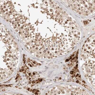 Immunohistochemistry: SEC14L1 Antibody [NBP2-38133] - Staining of human testis shows moderate cytoplasmic and nuclear positivity in cells in seminiferus duct and strong cytoplasmic positivity in Leydig cells.