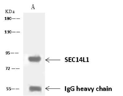 Immunoprecipitation: SEC14L1 Antibody [NBP2-97656] - SEC14L1 was immunoprecipitated using: Lane A: 0.5 mg Jurkat Whole Cell Lysate 1 ul anti-SEC14L1 rabbit polyclonal antibody and 60 ug of Immunomagnetic beads Protein A/G.  Primary antibody: Anti-SEC14L1 rabbit polyclonal antibody, at 1:500 dilution. Secondary antibody: Goat Anti-Rabbit IgG (H+L)/HRP at 1/10000 dilution. Developed using the ECL technique. Performed under reducing conditions. Predicted band size: 81 kDa. Observed band size: 81 kDa