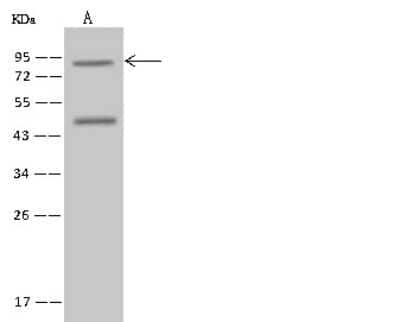 Western Blot: SEC14L1 Antibody [NBP2-97656] - Anti-SEC14L1 rabbit polyclonal antibody at 1:500 dilution. Lane A: Jurkat Whole Cell Lysate. Lysates/proteins at 30 ug per lane. Secondary: Goat Anti-Rabbit IgG (H+L)/HRP at 1/10000 dilution. Developed using the ECL technique.Performed under reducing conditions. Predicted band size:81 kDa. Observed band size:81 kDa.