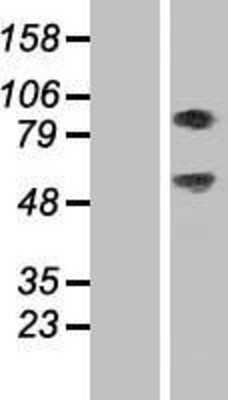 Western Blot: SEC14L1 Overexpression Lysate (Adult Normal) [NBP2-08050] Left-Empty vector transfected control cell lysate (HEK293 cell lysate); Right -Over-expression Lysate for SEC14L1.