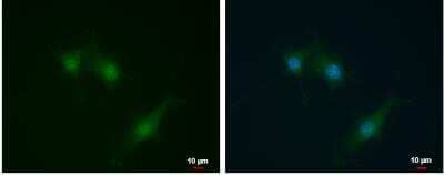 Immunocytochemistry/Immunofluorescence: SEC14L2 Antibody [NBP2-15112] -  U87-MG cells were fixed in 4% paraformaldehyde at RT for 15 min.Green: SEC14L2 protein stained by SEC14L2 antibody [N1C1] diluted at 1:500. Blue: Hoechst 33342 staining. Scale bar = 10 um