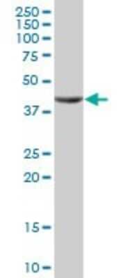 Western Blot: SEC14L2 Antibody [H00023541-B01P] - Analysis of SEC14L2 expression in human liver.