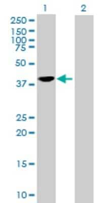 Western Blot: SEC14L2 Antibody [H00023541-B01P] - Analysis of SEC14L2 expression in transfected 293T cell line by SEC14L2 polyclonal antibody.  Lane 1: SEC14L2 transfected lysate(43.12 KDa). Lane 2: Non-transfected lysate.