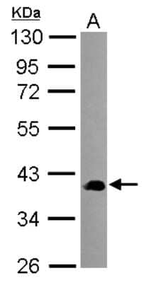 Western Blot: SEC14L2 Antibody [NBP2-15111] - Sample (30 ug of whole cell lysate) A: A549 10% SDS PAGE; antibody diluted at 1:1000.