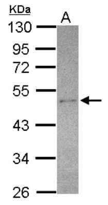 Western Blot: SEC14L2 Antibody [NBP2-15112] - Sample (30 ug of whole cell lysate) A: U87-MG 10% SDS PAGE, antibody diluted at 1:500.