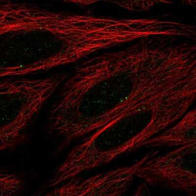 Immunocytochemistry/ Immunofluorescence SEC14L4 Antibody - BSA Free