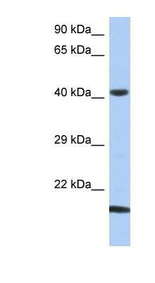 Western Blot SEC14L4 Antibody - BSA Free