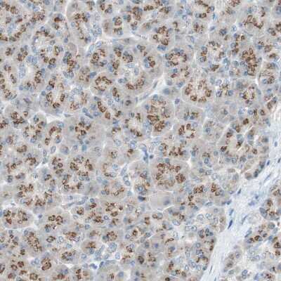 Immunohistochemistry-Paraffin: SEC16A Antibody [NBP1-83016] - Staining of human pancreas shows strong cytoplasmic granular positivity in exocrine glandular cells.