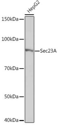 Western Blot: SEC23A Antibody (1D4R7) [NBP3-16667] - Western blot analysis of extracts of HepG2 cells, using SEC23AA Rabbit mAb (NBP3-16667) at 1:1000 dilution. Secondary antibody: HRP Goat Anti-Rabbit IgG (H+L) at 1:10000 dilution. Lysates/proteins: 25ug per lane. Blocking buffer: 3% nonfat dry milk in TBST. Detection: ECL Basic Kit. Exposure time: 1s.