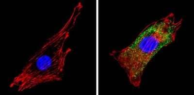 Immunocytochemistry/Immunofluorescence: SEC23A Antibody [NBP2-34842] - Analysis of COP II (green) showing staining in the cytoplasm of NIH-3T3 cells (right) compared to a negative control without primary antibody (left).