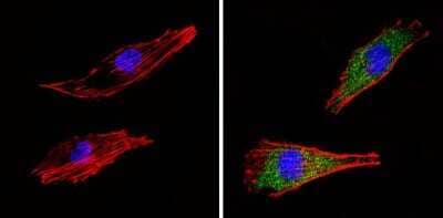 Immunocytochemistry/Immunofluorescence: SEC23A Antibody [NBP2-34842] - Analysis of COP II (green) showing staining in the cytoplasm of Hela cells (right) compared to a negative control without primary antibody (left).