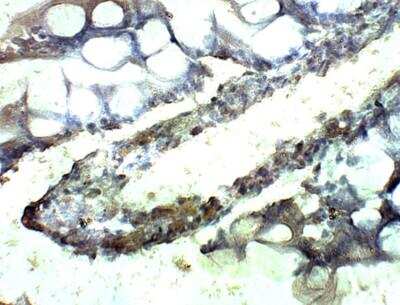Immunohistochemistry-Paraffin: SEC23A Antibody [NBP3-12340] - Baboon Small Intestine.  1:100 dilution in IHC blocking buffer. DAB (brown) staining and Hematoxylin QS (blue) counterstain. 40X magnification.