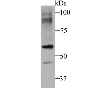 Western Blot: SEC23A Antibody (JU37-48) [NBP2-75428] - Analysis of SEC23 on NIH-3T3 cell using anti-SEC23 antibody at 1/500 dilution.