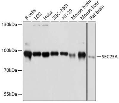 Western Blot: SEC23A Antibody [NBP2-93773] - Analysis of extracts of various cell lines, using SEC23A at 1:3000 dilution. Secondary antibody: HRP Goat Anti-Rabbit IgG (H+L) at 1:10000 dilution. Lysates/proteins: 25ug per lane. Blocking buffer: 3% nonfat dry milk in TBST. Detection: ECL Basic Kit . Exposure time: 10s.