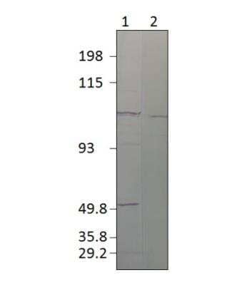 Western Blot: SEC23A Antibody [NBP3-12340] - Jurkat cell extract.  Transferred on 2.2 micron nitrocellulose and blocked in BlockOBuffer. 1:500 primary antibody in 1:4 diluted BlockOBuffer. 1:600 secondary antibody in 1:1 BlockOBuffer. 1). SEC23 Anti-Sera, 2). Affinity purified SEC23 antibody.
