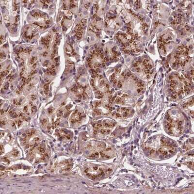 Immunohistochemistry-Paraffin: SEC23B Antibody [NBP2-56982] - Staining of human stomach shows strong cytoplasmic positivity with a granular pattern in glandular cells.