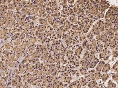 Immunohistochemistry-Paraffin: SEC23B Antibody [NBP2-97302] - Immunochemical staining of human SEC23B in human pancreas with rabbit polyclonal antibody at 1:100 dilution, formalin-fixed paraffin embedded sections.