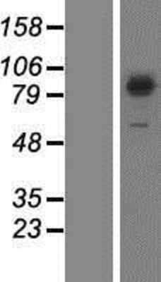 Western Blot: SEC23B Overexpression Lysate (Adult Normal) [NBP2-07630] Left-Empty vector transfected control cell lysate (HEK293 cell lysate); Right -Over-expression Lysate for SEC23B.