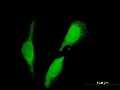 Immunocytochemistry/Immunofluorescence: SEC23IP Antibody [H00011196-B01P] - Analysis of purified antibody to SEC23IP on HeLa cell. (antibody concentration 10 ug/ml)