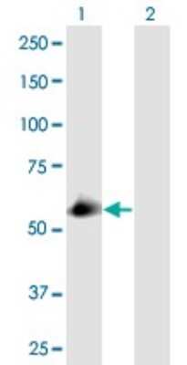 Western Blot: SEC23IP Antibody [H00011196-B01P] - Analysis of SEC23IP expression in transfected 293T cell line by SEC23IP polyclonal antibody.  Lane 1: SEC23IP transfected lysate(53.46 KDa). Lane 2: Non-transfected lysate.