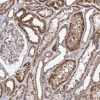 Immunohistochemistry-Paraffin: SEC24B Antibody [NBP1-86263] - Staining of human kidney shows strong cytoplasmic positivity in cells in tubules.