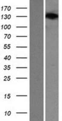 Western Blot: SEC24B Overexpression Lysate (Adult Normal) [NBP2-08350] Left-Empty vector transfected control cell lysate (HEK293 cell lysate); Right -Over-expression Lysate for SEC24B.