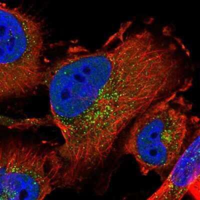 Immunocytochemistry/Immunofluorescence: SEC24C Antibody [NBP1-81550] - Staining of human cell line U-251 MG shows localization to nucleoplasm and vesicles. Antibody staining is shown in green.