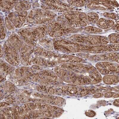 Immunohistochemistry-Paraffin: SEC24C Antibody [NBP1-81550] - Staining of human stomach, lower shows moderate granular cytoplasmic positivity in glandular cells.