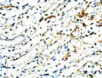 Immunohistochemistry-Paraffin: SEC24C Antibody [NBP3-12341] - Mouse Kidney. 1:100 dilution in IHC blocking buffer. DAB (brown) staining and Hematoxylin QS (blue) counterstain. 40X magnification.