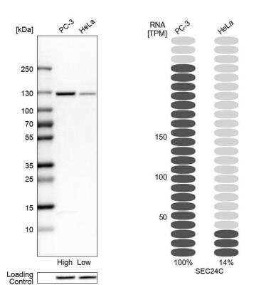 Western Blot: SEC24C Antibody [NBP1-81550] - Analysis in human cell lines PC-3 and HeLa. Corresponding RNA-seq data are presented for the same cell lines. Loading control: Anti-HSP90B1.