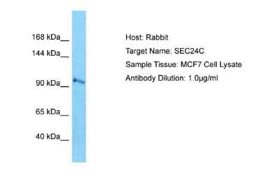 Western Blot: SEC24C Antibody [NBP2-83508] - Host: Rabbit. Target Name: SEC24C. Sample Type: MCF7 Whole Cell lysates. Antibody Dilution: 1.0ug/ml