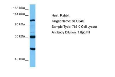 Western Blot: SEC24C Antibody [NBP2-83509] - Host: Rabbit. Target Name: SEC24C. Sample Tissue: Human 786-0 Whole Cell lysates. Antibody Dilution: 1ug/ml