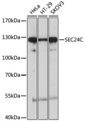 Western Blot: SEC24C Antibody [NBP2-94294] - Analysis of extracts of various cell lines, using SEC24C at 1:1000 dilution. Secondary antibody: HRP Goat Anti-Rabbit IgG (H+L) at 1:10000 dilution. Lysates/proteins: 25ug per lane. Blocking buffer: 3% nonfat dry milk in TBST. Detection: ECL Basic Kit . Exposure time: 30s.