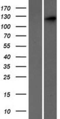 Western Blot: SEC24C Overexpression Lysate (Adult Normal) [NBP2-04677] Left-Empty vector transfected control cell lysate (HEK293 cell lysate); Right -Over-expression Lysate for SEC24C.