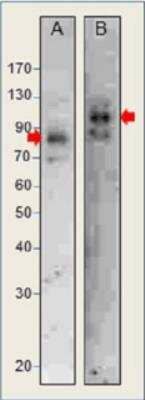 Western Blot SEC24D Antibody