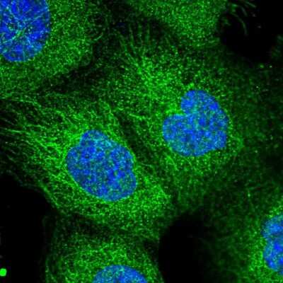 Immunocytochemistry/Immunofluorescence: SEC3 Antibody [NBP2-55234] - Staining of human cell line A-431 shows localization to plasma membrane & microtubules. Antibody staining is shown in green.