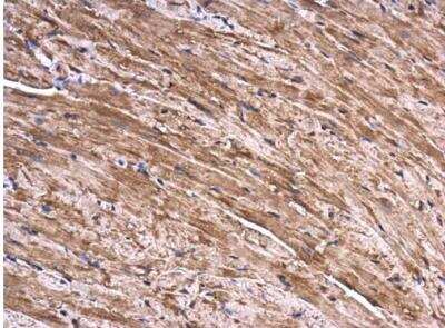 Immunohistochemistry-Paraffin: SEC3 Antibody [NBP2-20281] -  Paraffin-embedded mouse heart.  SEC3 antibody [C2C3], C-term diluted at 1:500.