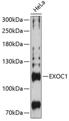 Western Blot: SEC3 Antibody [NBP2-94814] - Analysis of extracts of HeLa cells, using SEC3 .Exposure time: 90s.