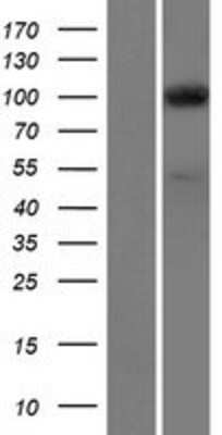 Western Blot: SEC3 Overexpression Lysate (Adult Normal) [NBP2-04978] Left-Empty vector transfected control cell lysate (HEK293 cell lysate); Right -Over-expression Lysate for SEC3.