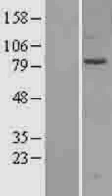 Western Blot: SEC3 Overexpression Lysate (Adult Normal) [NBP2-11037] Left-Empty vector transfected control cell lysate (HEK293 cell lysate); Right -Over-expression Lysate for SEC3.