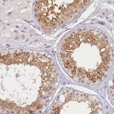 Immunohistochemistry-Paraffin: SEC31B Antibody [NBP1-85106] - Staining of human testis shows moderate cytoplasmic positivity in cells in seminiferus ducts.