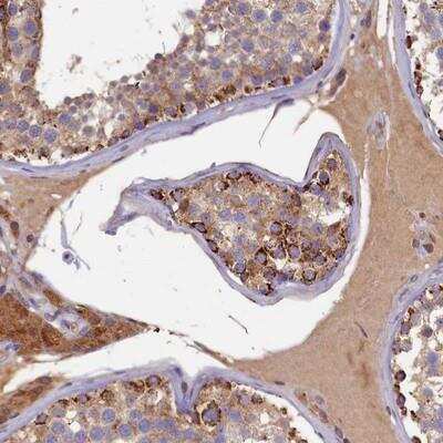 Immunohistochemistry-Paraffin: SEC31B Antibody [NBP1-85107] - Staining of human testis shows strong cytoplasmic positivity in cells in seminiferus ducts.