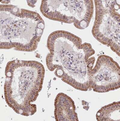 Immunohistochemistry-Paraffin: SEC61B Antibody [NBP2-13290] - Staining of human duodenum shows moderate to strong positivity in endoplasmic reticulum in glandular cells.