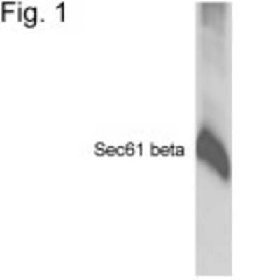Western Blot: SEC61B Antibody [NB100-74530] - Figure 1 shows a Western blot of sec61 alpha in pig microsomes using NB100-74530.
