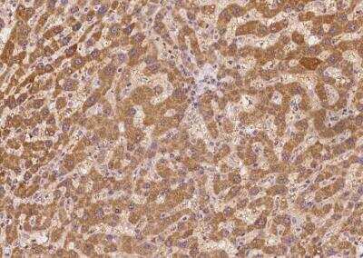 Immunohistochemistry-Paraffin SECISBP2L Antibody - BSA Free