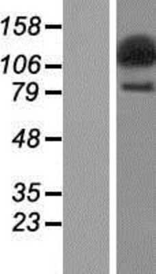 Western Blot: SECISBP2L Overexpression Lysate (Adult Normal) [NBP2-07286] Left-Empty vector transfected control cell lysate (HEK293 cell lysate); Right -Over-expression Lysate for SECISBP2L.
